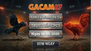 Xem Lại Video Đá Gà CPC5 Ngày 16/05/2026
